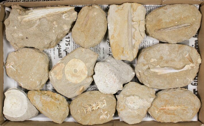 Flat: Cretaceous Marine Vertebrate Fossils - Pieces #81326